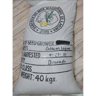 Palay/Binhi/Rice Seeds IRRI David DINORADO (40 kg)