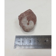 ~~ star~Flame Ammonite (Indonesian Ammonite)~Weight About 22g~Ammonite Fossil~