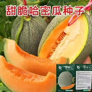 Cantaloupe Seeds Southern Sweet Xinjiang Cantaloupe Seeds Four Seasons Vegetables Melon Fruits Sweet