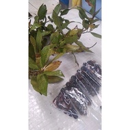 spot seedsLaurel/Bay Leaf Seeds ETUH