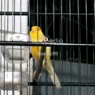 Terlaris sepasang burung kenari F1