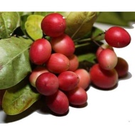 Pokok Asam Renda (buah boleh dimakan)