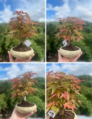 日本出猩猩楓樹盆景