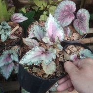 ( BISA COD ) Tanaman Hias Begonia Rex Silver / Bunga Hias Begonia