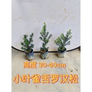小叶雀舌罗汉松 | Small-Leaf Podocarpus