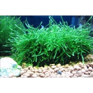 LOW TECH PLANT Moss Tree / Java moss / Pelia Moss / Christmas Moss lowest Price Guarantee