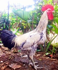 Telur Ayam Pelung Asli Cianjur FERTIL Untuk Ditetaskan