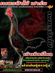 ไข่เชื้อไก่ชนพม่าสายเลือดเงินล้านจากราคาฟองละ150บาท พิเศษซื้อ3ฟอง420บาทท