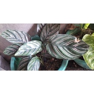 CALATHEA 2 LIVE PLANTS