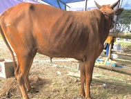 Sapi qurban madura bobot 260-280 kg