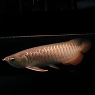 Ikan Arwana Golden Red 40 Up Dan Jardini 40 Up Sehat Ajib Non Cod