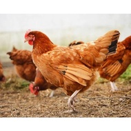 Joss Telur Fertil / Tetas Ayam Merawang '