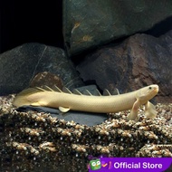 Palmas Senegalus Naga Air Tawar / Ikan Predator / Ikan Hias Aquascape
