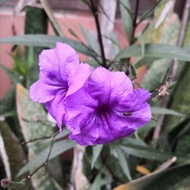 Anak Pokok Ruellia Purple atau Keratan Batang