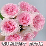【LT】玫瑰花籽薔薇月季種子庭院四季易播種園藝景觀開花不斷鮮花種子