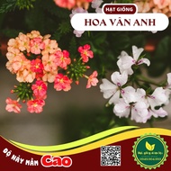 Mixed color fuchsia seeds - Ma Tien Thao