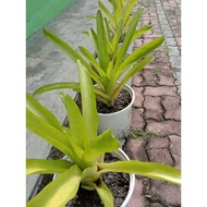 aec kuning bromeliad size m live plant