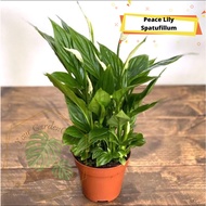 [JM_Garden] Peace Lily Ornamental Plant Spathiphyllum Wallisii/ (Indoor Plant)