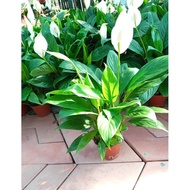 Peace lily # bunga warna putih