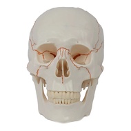 Disassembled Skull Head Anatomy Model Medical Anatomy Model Dropshipping