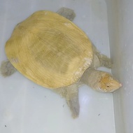 bulus labi labi amyda hypo rasa albino