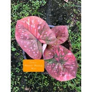 Keladi Thai Rare , Caladium 🥀 Manee Mueng Non 🥀