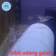 bibit udang galah/tokolan udang galah air tawar,
