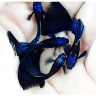 Bluehead Moscow Blue Tarzan Guppy Live Fish