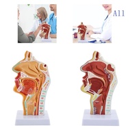 All Nasal Cavity Throat Anatomy Human Organs Model Pathological Throat Anatomy Model