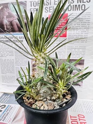 象牙宮 實生苗 多頭 塊根多肉植物