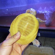 bulus labi labi albino jantan 11cm
