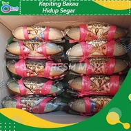 sale Kepiting Bakau Super Segar Hidup Jumbo 1 kg isi 3 ekor Kepiting