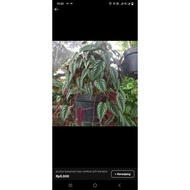 Promo for ornamental betel leaf vines