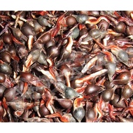 Fresh Seeds Agarwood Tree Biji Benih Gaharu Segar 沉香种子 Anak pokok seedling Pokok Gaharu Plant 沉香种子 A