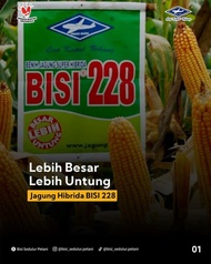 Benih Jagung Super Hibrida ~ BISI 228