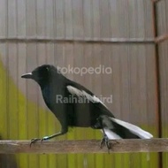 burung kacer Jawa Timur jantan bahan rawatan  