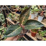 Aglaonema Tiara Merah Anak Samping Besar Relapict!!