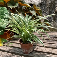 90s Greenovation Plant Chlorophytum Comosum Gold Spider Plant 吊兰