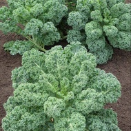 200 เมล็ด ผักคะน้าใบหยิก ควีน เคล คะน้าเคล ผักสลัด ราชินีใบเคล Kale Queen Seeds