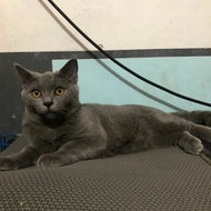 kucing british shorthair jantan