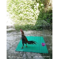 New Kurungan Tenggaran Umbaran Ayam Jago Bangkok Pakhoy Galvanis Anti
