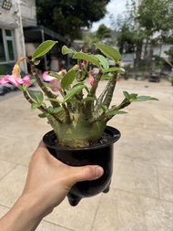 4.12換盆 青皮哥斯拉沙漠玫瑰 多肉植物 盆栽