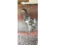 ayam brahma blue original rawatan