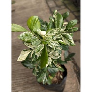 Variegated Orange Jasmine – Murraya paniculata variegata | Fragrant Live Plant | Beautiful Foliage