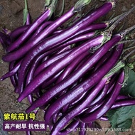 现货爆款紫帅杭茄种子杭茄一号种子细长紫茄子春夏季丰产耐旱蔬菜种子大全Purple Shuai Hang Eggplant Seed Hang Eggplant No.1 Seed Slender Pu