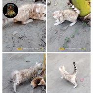 kucing bengal snow/ baby bengal snow