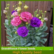 500 pcs/bag Eustoma Grandiflorum Seeds Easy Grow Philippines -  Tropical Flower Seeds