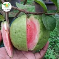 Bibit Jambu Red Diamond | Pohon Jambu Biji Merah | Tanaman Buah Jambu