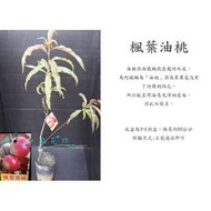 心栽花坊-楓葉油桃/4吋/桃子/水蜜桃/水果苗/售價180特價150