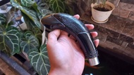 gagang golok ukir burung 16cm warna hitam pernis
